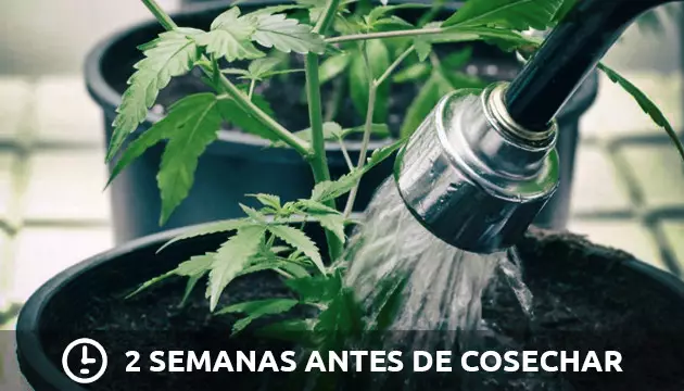 cuando cosechar marihuana