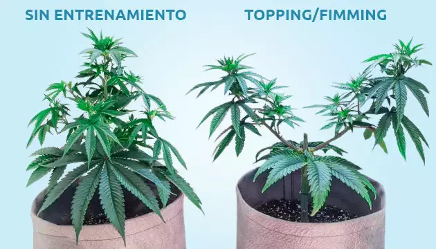 la poda apical vs. la poda FIM