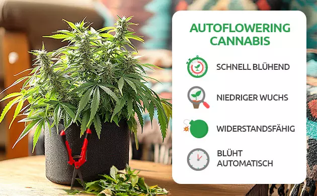 vor- und nachteile von autoflowering cannabis