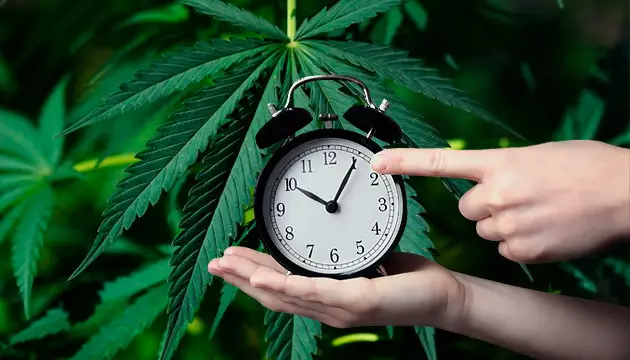 autoflower weed seeds