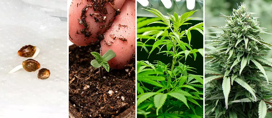 weed seeds for indoor growing