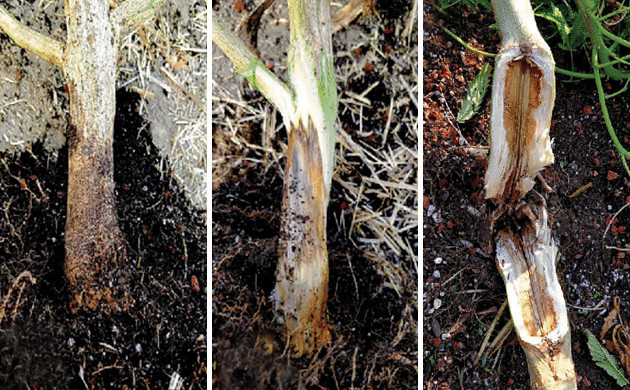 fusarium root rot