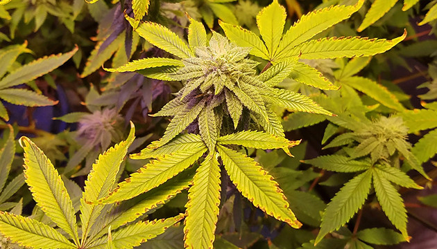 purple weed leaves