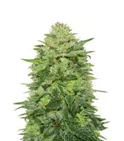 Buy Triple Cheese fem by Barney's Farm Triple Cheese (Barney's Farm)