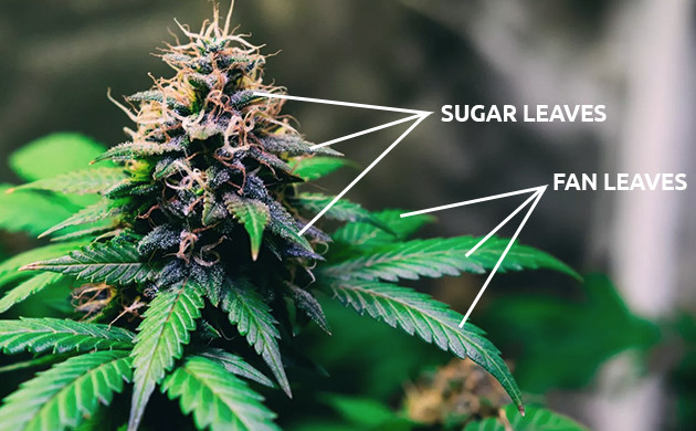 marijuana sugar leaves