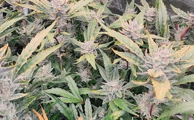 Grow Diary Grow diary hero