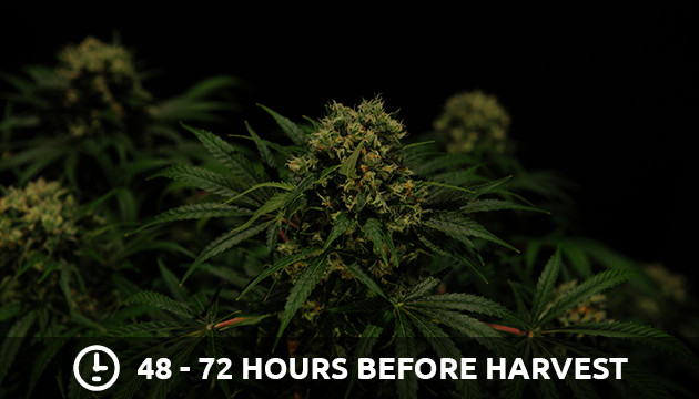 Cannabis erntereif nach 48-72 Stunden völliger Dunkelheit