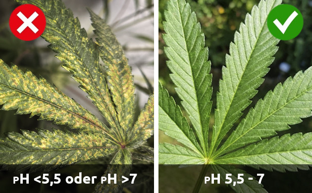 pH: Diese Buchstaben bedeuten und wie beeinflusst es Cannabis? Mangel an Cannabispflanzen