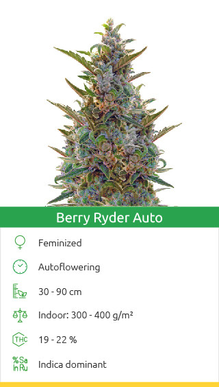 berry ryder auto variété de cannabis