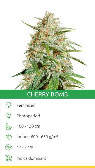 Cherry Bomb par Bomb Seeds