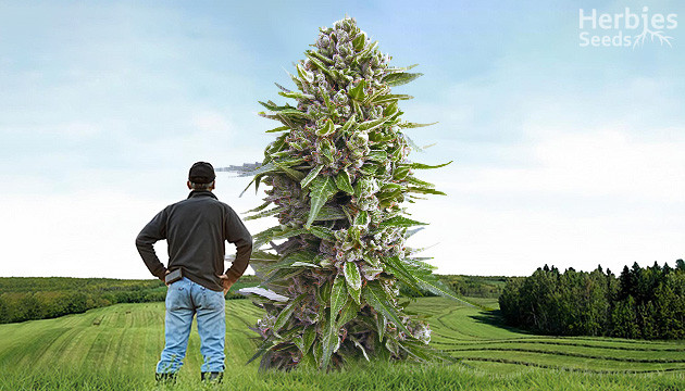 Huge Cannabis Buds