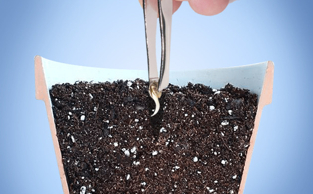 plant the seeds hydrogen peroxide germinating seeds