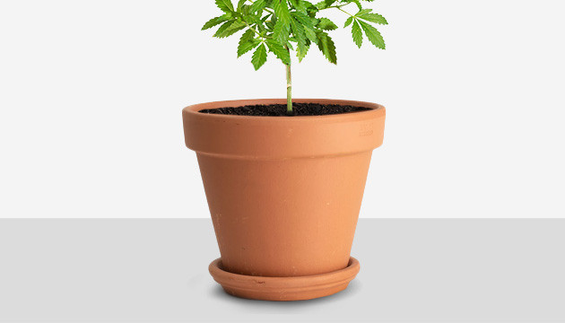  macetas para plantas de marihuana