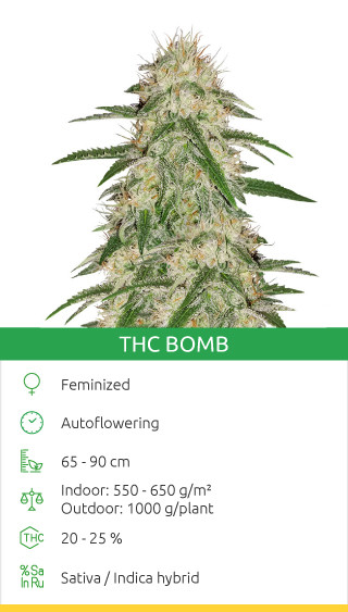 Bombe THC par Bomb Seeds