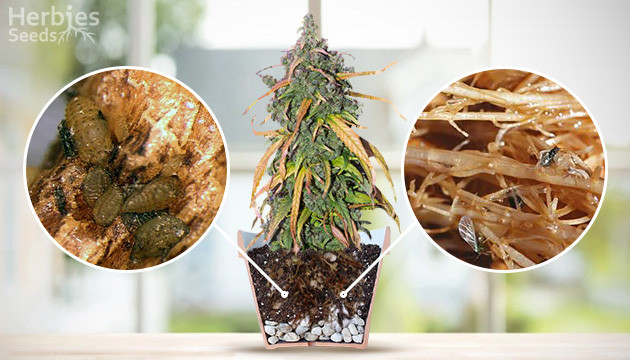 Your Guide To Root Aphids & Cannabis – Prevention & Treatment
