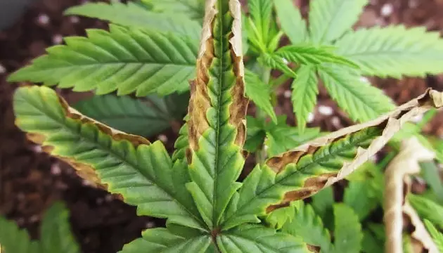 Starting With The Symptoms What Your Plant Is Telling You Herbies Starting With The Symptoms What Your Plant Is Telling You Herbies