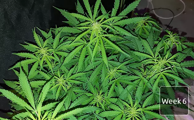 Gelato Auto by Original Sensible Seeds grow report