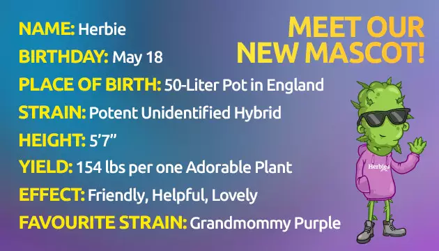 meet herbie 