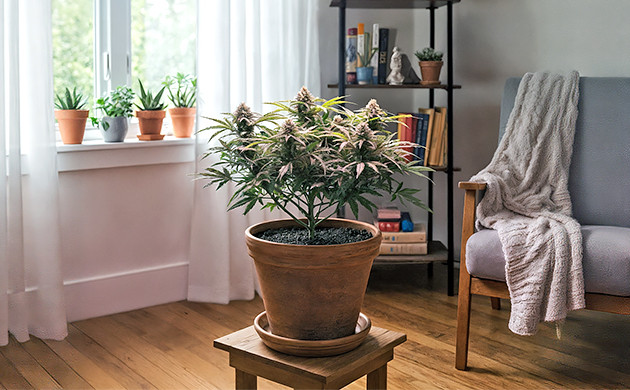 autoflowering seeds
