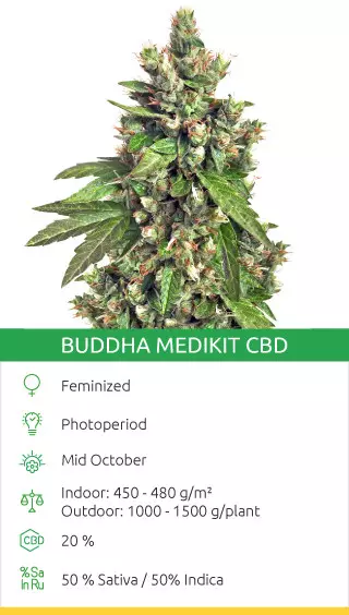 top cbd strains