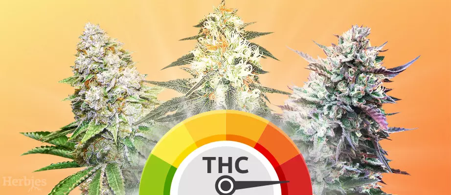 Vente de graines Original Sensible Seeds