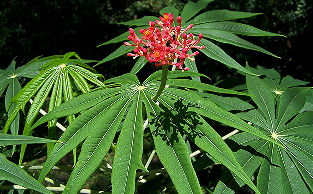 Coral Plant