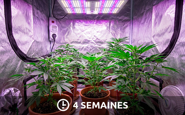 Cycles de lumière pour le cannabis à photopériode cycle lumineux pour la phase végétative du cannabis : 4 semaines