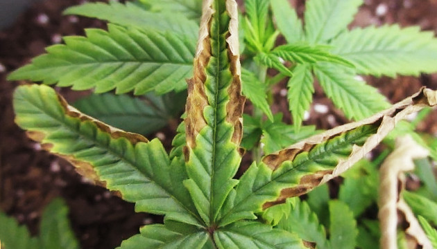 cannabis plant problems