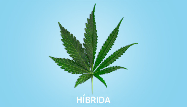 entao, o que sao as strains hibridas de cannabis