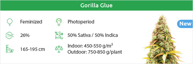 Gorilla Glue free seeds