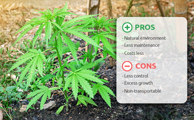 growing cannabis in soil for and againsts