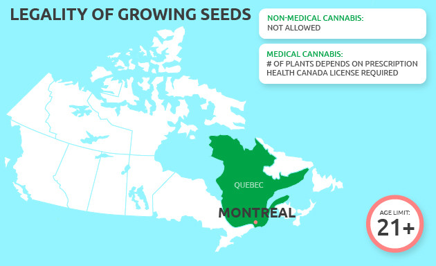 buy weed seeds in Montreal