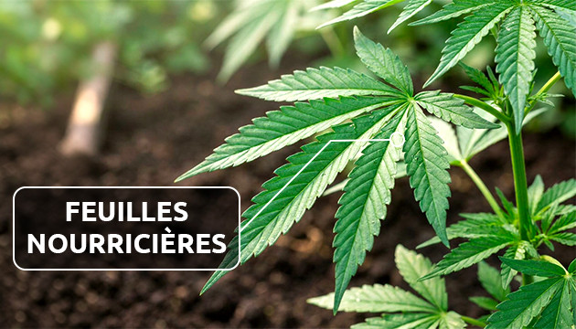 parties de la plante de marijuana