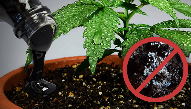 when should i add molasses to my plants