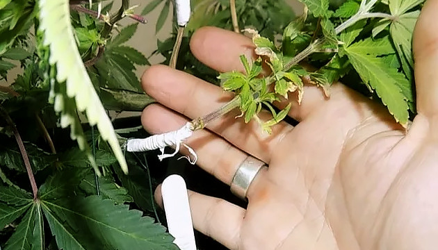 grafting cannabis