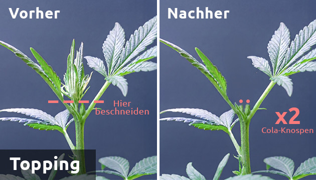 lst Marihuana