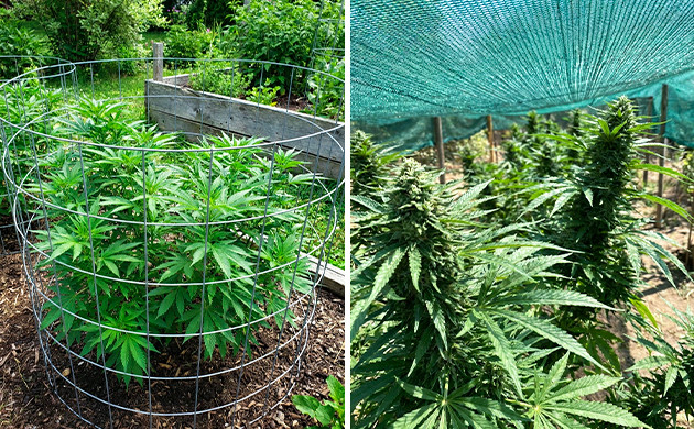 Protecting your plants from pets and wild animals bugs eating my pot plants