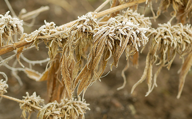 cannabis fotoperíodo em clima frio