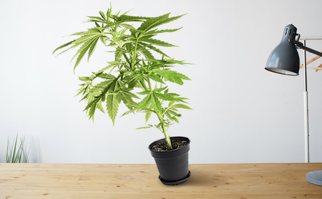 cannabis plant has increased in size while in the same container