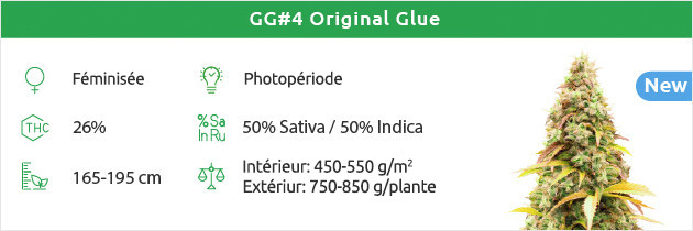 Gorilla Glue graines