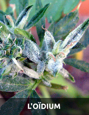 tache blanches sur feuilles cannabis
