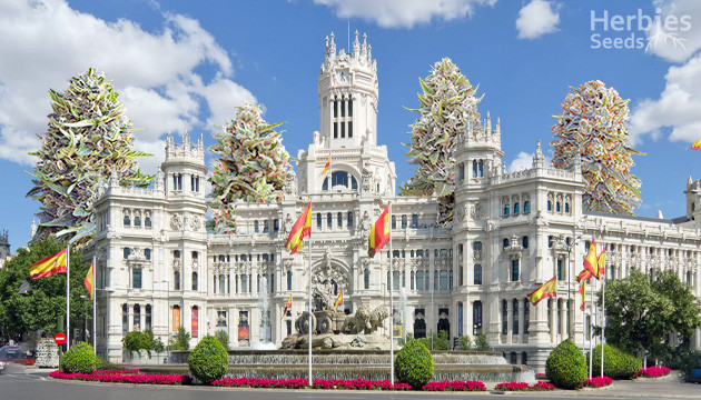Las mejores semillas de marihuana para Madrid