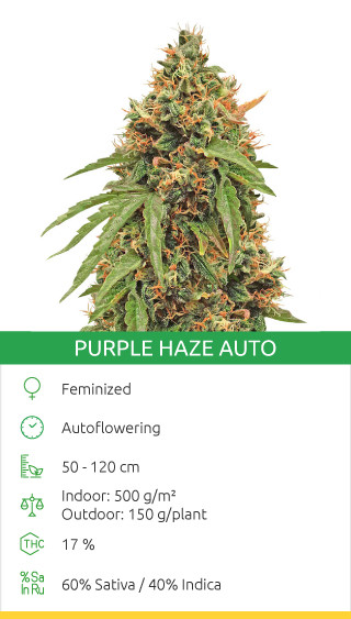 purple haze auto