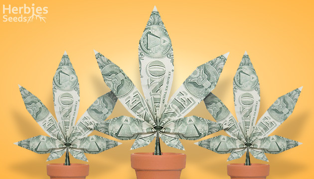 The best strains for commercial growers