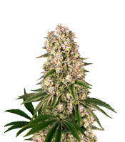 Tropicanna Banana (Barney's Farm)