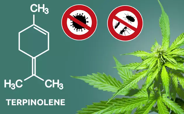 anti-cancer properties