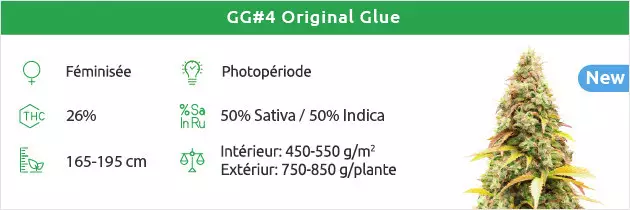 Gorilla Glue graines
