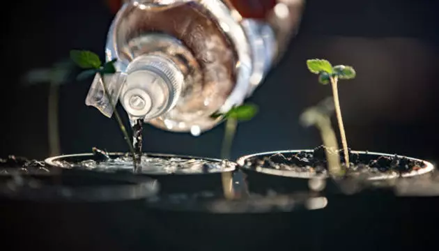 regar plantas de marihuana con agua mineral