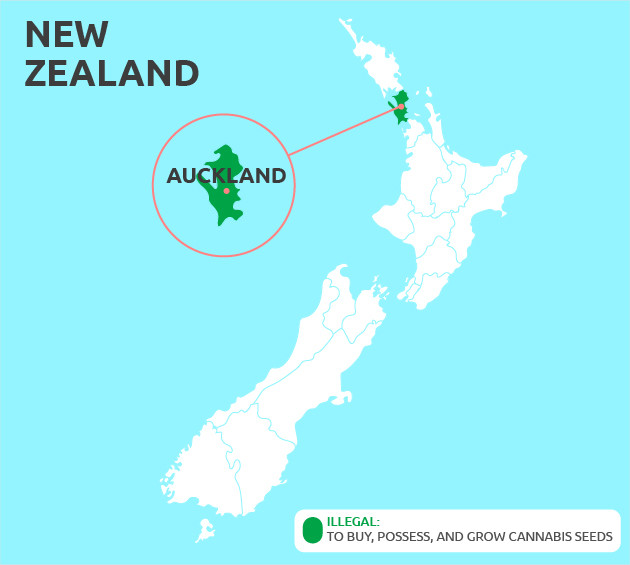 Can You Grow Cannabis in Auckland