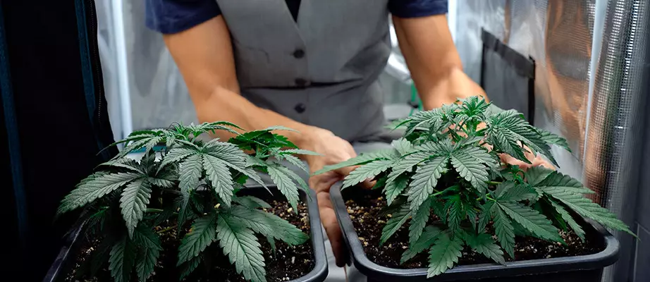 best indoor cannabis seeds